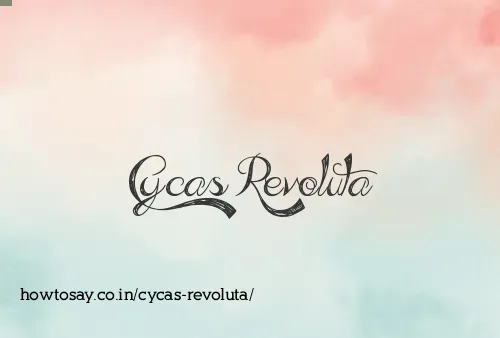 Cycas Revoluta