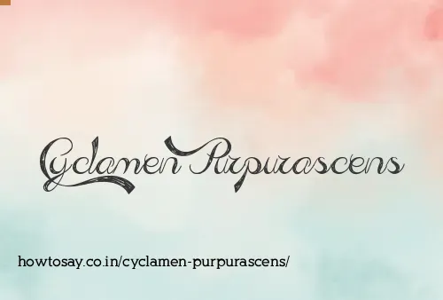 Cyclamen Purpurascens
