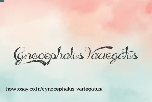 Cynocephalus Variegatus