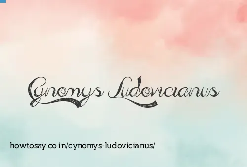 Cynomys Ludovicianus
