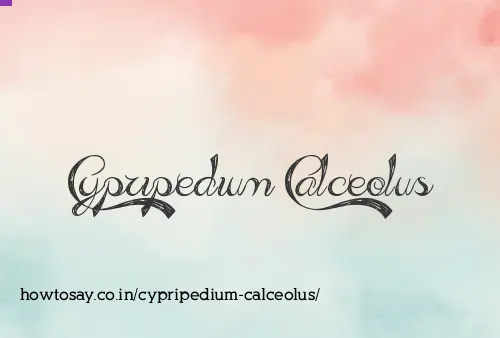 Cypripedium Calceolus