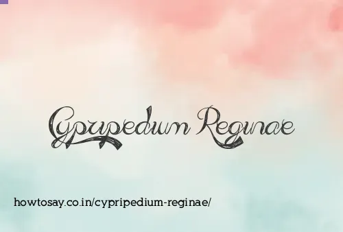Cypripedium Reginae