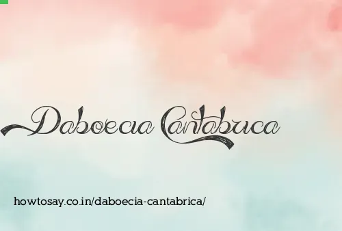 Daboecia Cantabrica