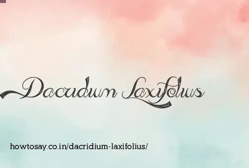Dacridium Laxifolius