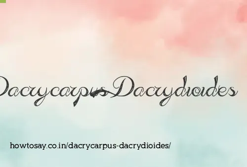 Dacrycarpus Dacrydioides