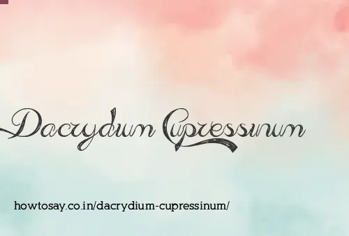Dacrydium Cupressinum