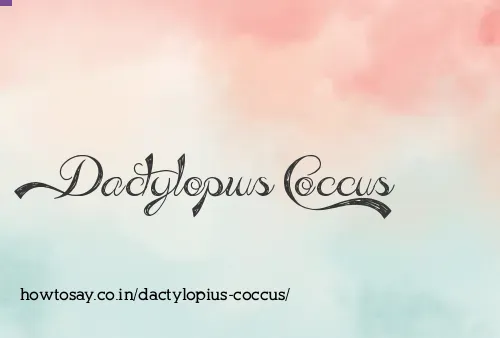 Dactylopius Coccus