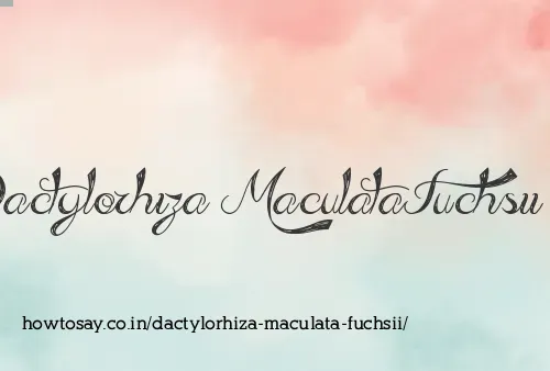 Dactylorhiza Maculata Fuchsii