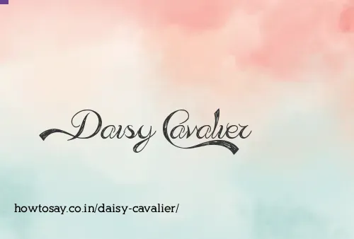 Daisy Cavalier