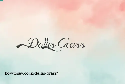 Dallis Grass
