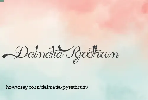 Dalmatia Pyrethrum