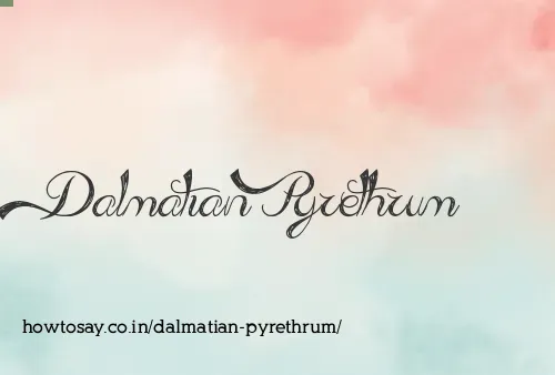 Dalmatian Pyrethrum