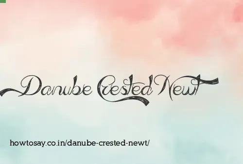 Danube Crested Newt