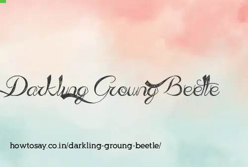 Darkling Groung Beetle