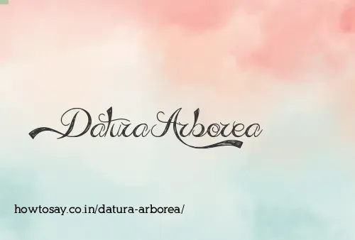 Datura Arborea