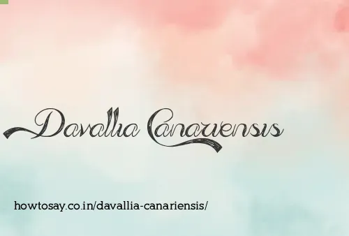 Davallia Canariensis