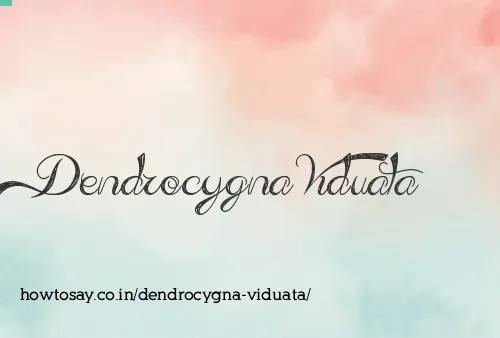 Dendrocygna Viduata