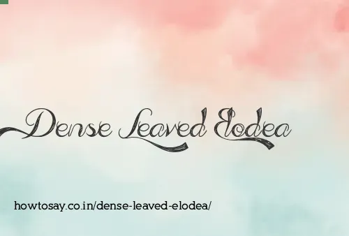 Dense Leaved Elodea