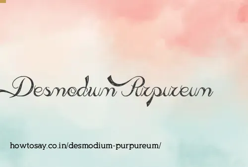 Desmodium Purpureum