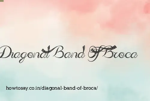 Diagonal Band Of Broca