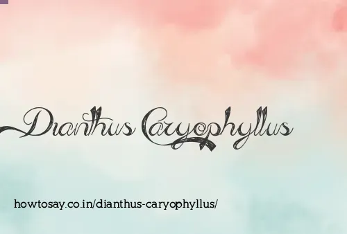 Dianthus Caryophyllus