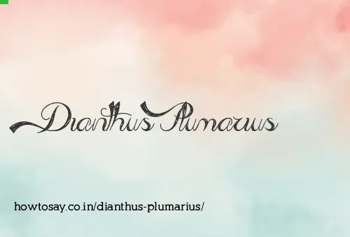 Dianthus Plumarius