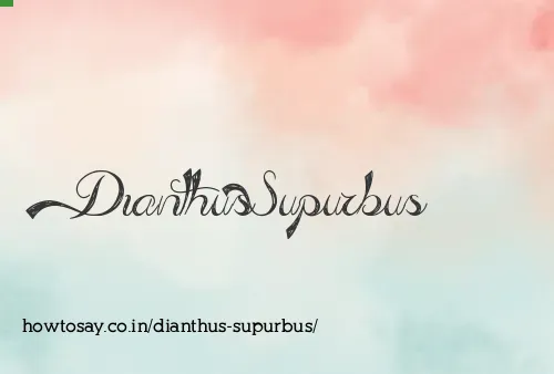 Dianthus Supurbus