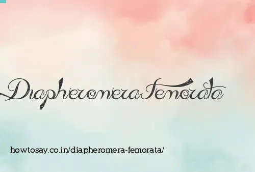 Diapheromera Femorata