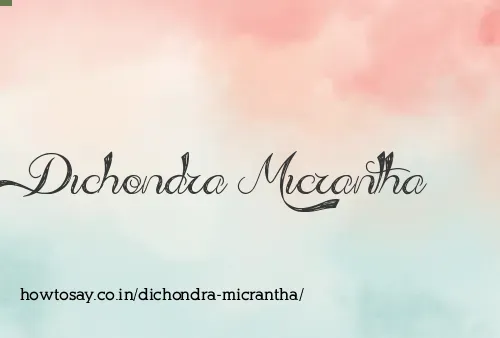 Dichondra Micrantha