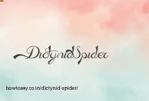 Dictynid Spider