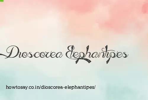 Dioscorea Elephantipes