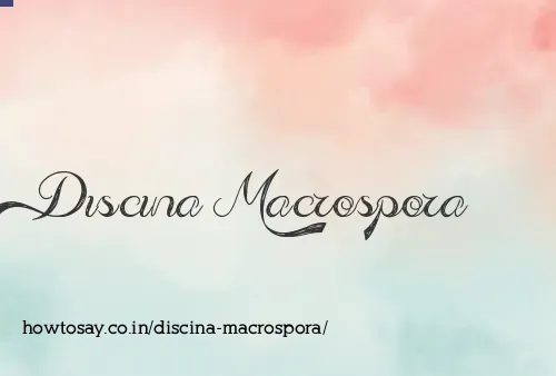 Discina Macrospora