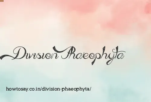Division Phaeophyta