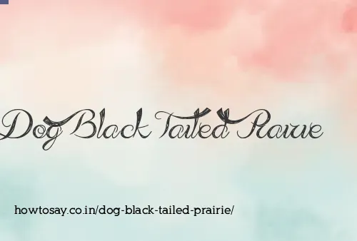 Dog Black Tailed Prairie