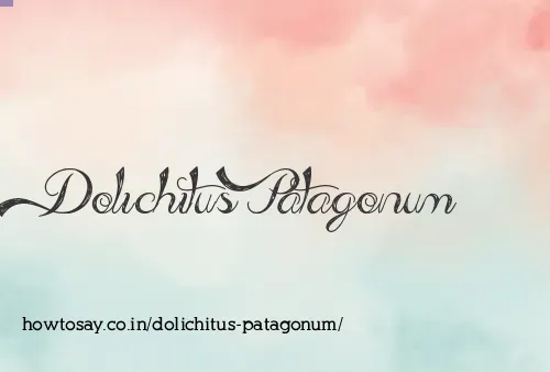 Dolichitus Patagonum