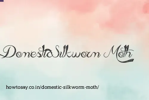 Domestic Silkworm Moth