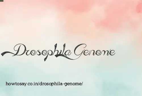 Drosophila Genome