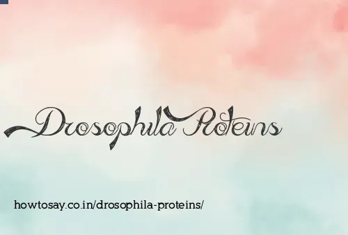 Drosophila Proteins