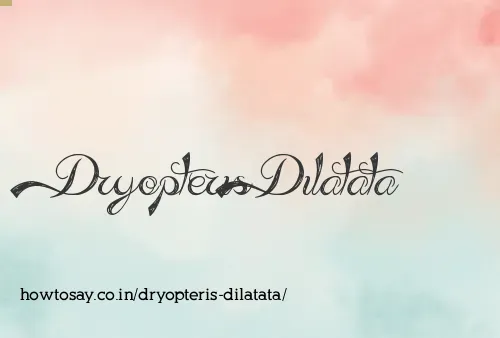 Dryopteris Dilatata