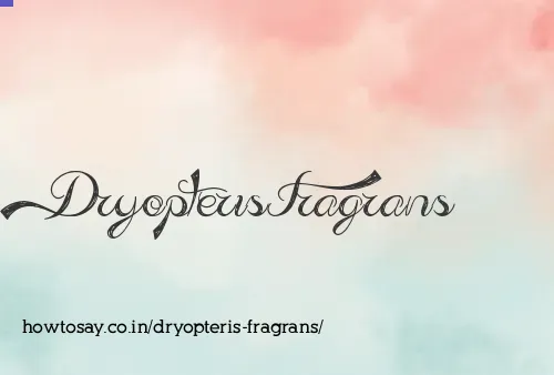 Dryopteris Fragrans
