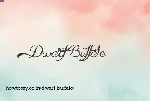 Dwarf Buffalo