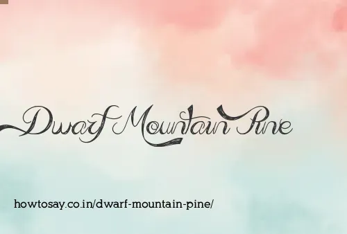 Dwarf Mountain Pine