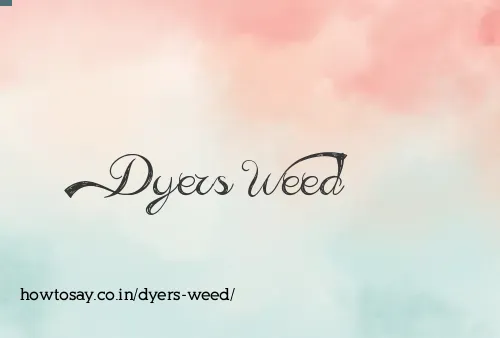 Dyers Weed
