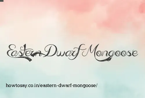 Eastern Dwarf Mongoose