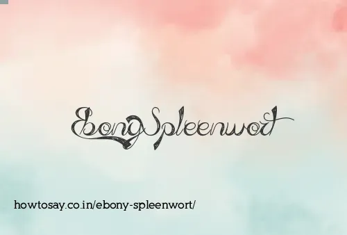Ebony Spleenwort