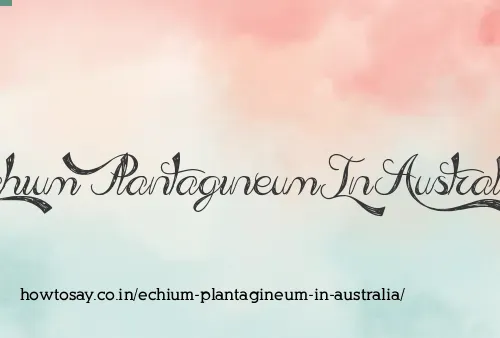 Echium Plantagineum In Australia