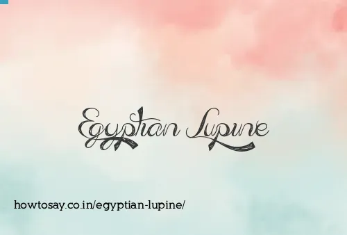 Egyptian Lupine
