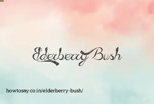 Elderberry Bush