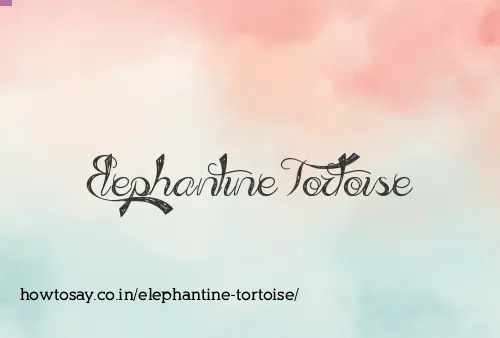 Elephantine Tortoise