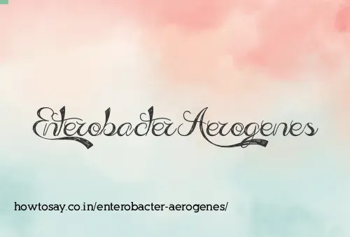 Enterobacter Aerogenes